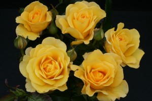 HAPPY GOLDEN WEDDING (floribunda)